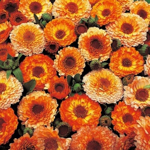 50+Seeds | Sunset Mix Calendula Seeds #H004