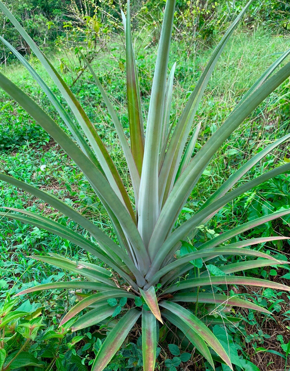 Pineapple 5 Plants Cayena Ananas Comosus Fruits 🍍