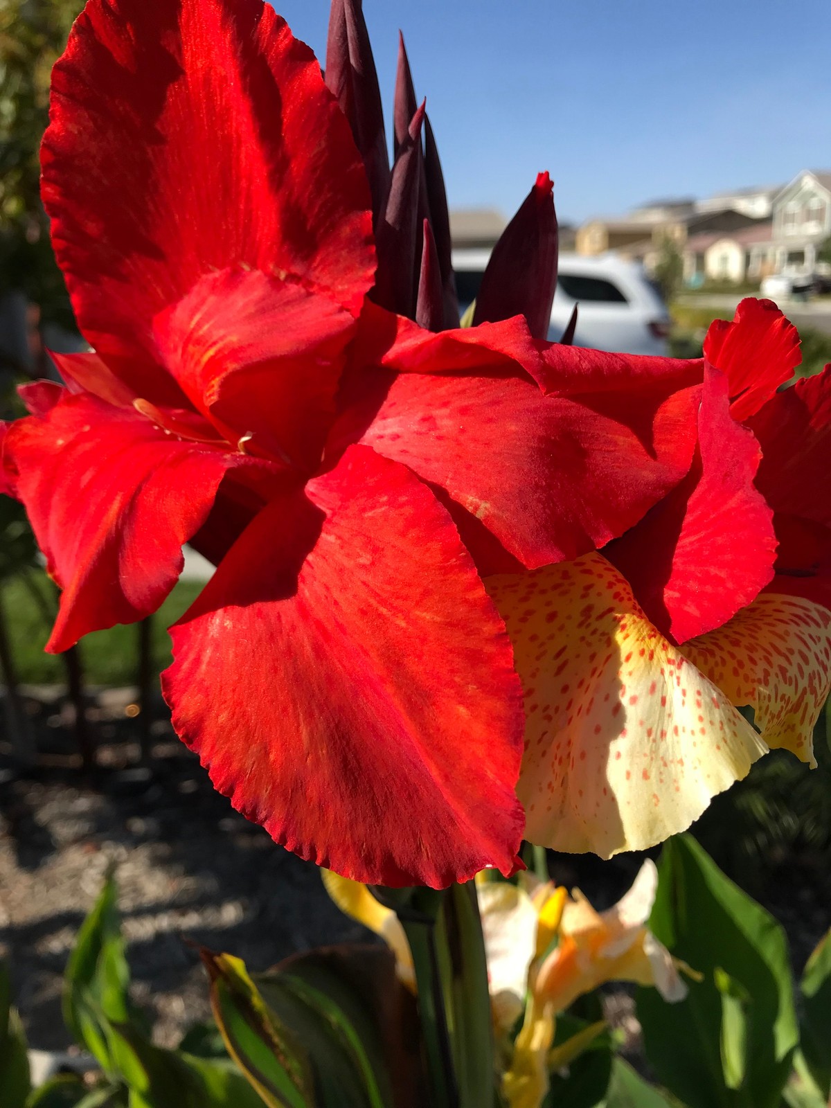 Canna Lily Cleopatra Rhizome: Variegated Foliage, Exotic Blooms – 1-Rhizome