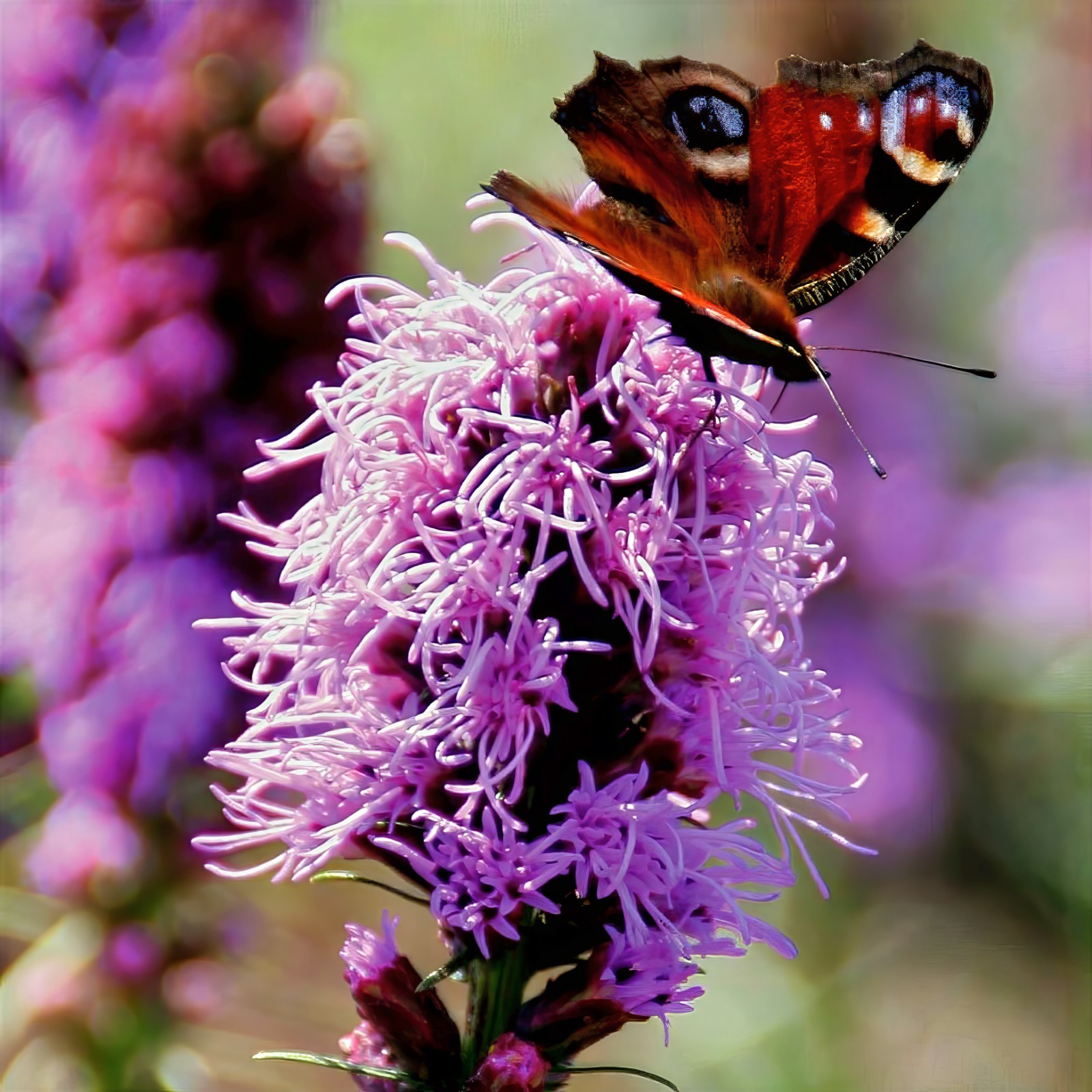 50 PURPLE BLAZING STAR FLOWER SEEDS Liatris spicata Cold Hardy-3 Butterfly Plant