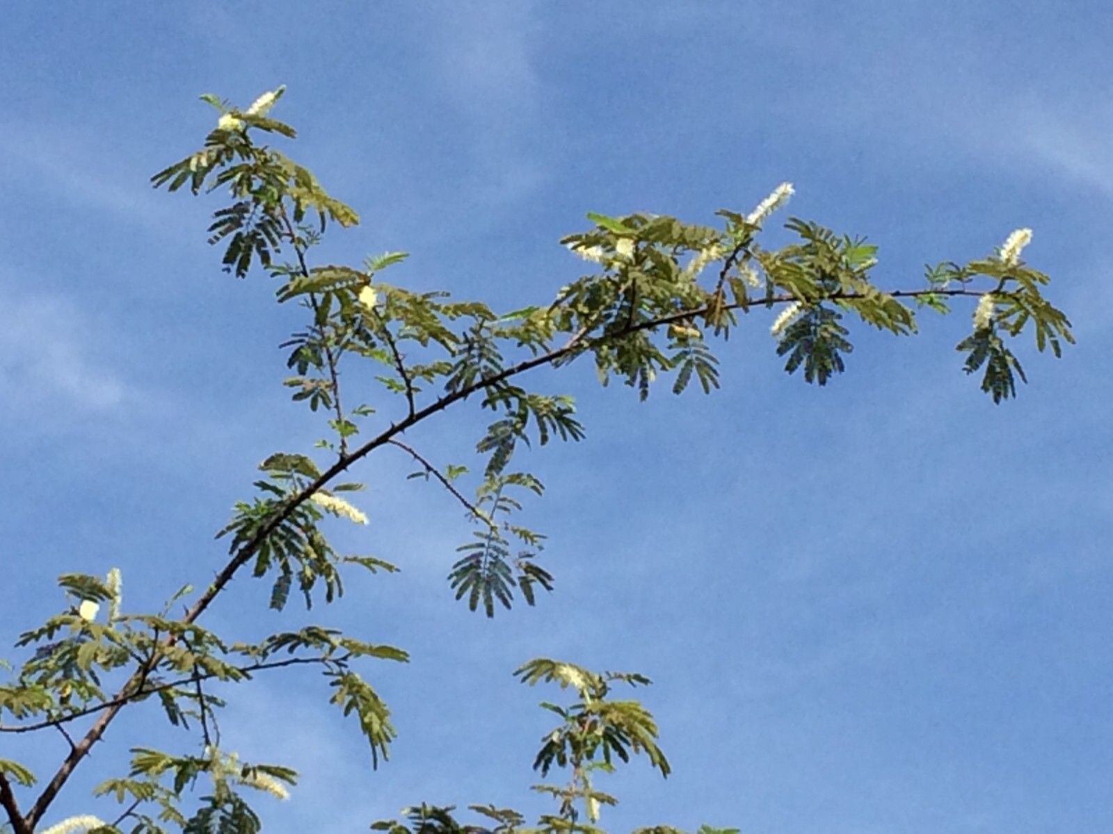 Mimosa Tenuiflora Seeds Pods – 15 Seeds – 2024 Season