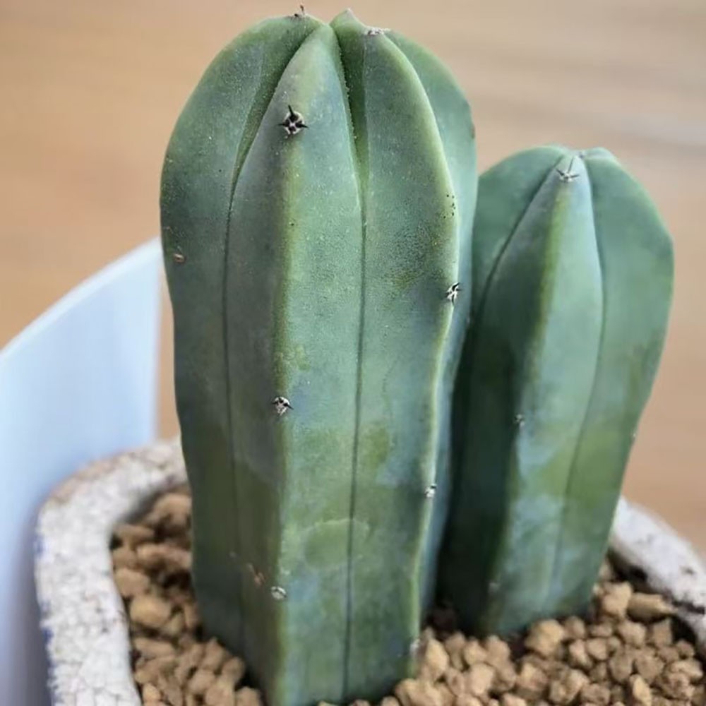 Myrtillocactus geometrizans – Rare Live Cactus for Home & Office Decoration