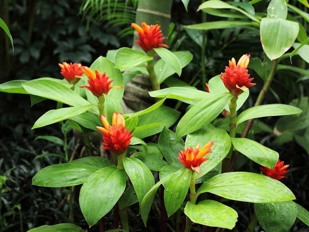 Spiral Ginger Rhizomes (Costus barbatus) Lot of 3 Rhizomes