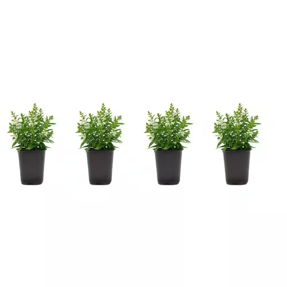1.38-Pint Angelonia White Flower In 4.5 In. Grower’s Pot (4-Pack)