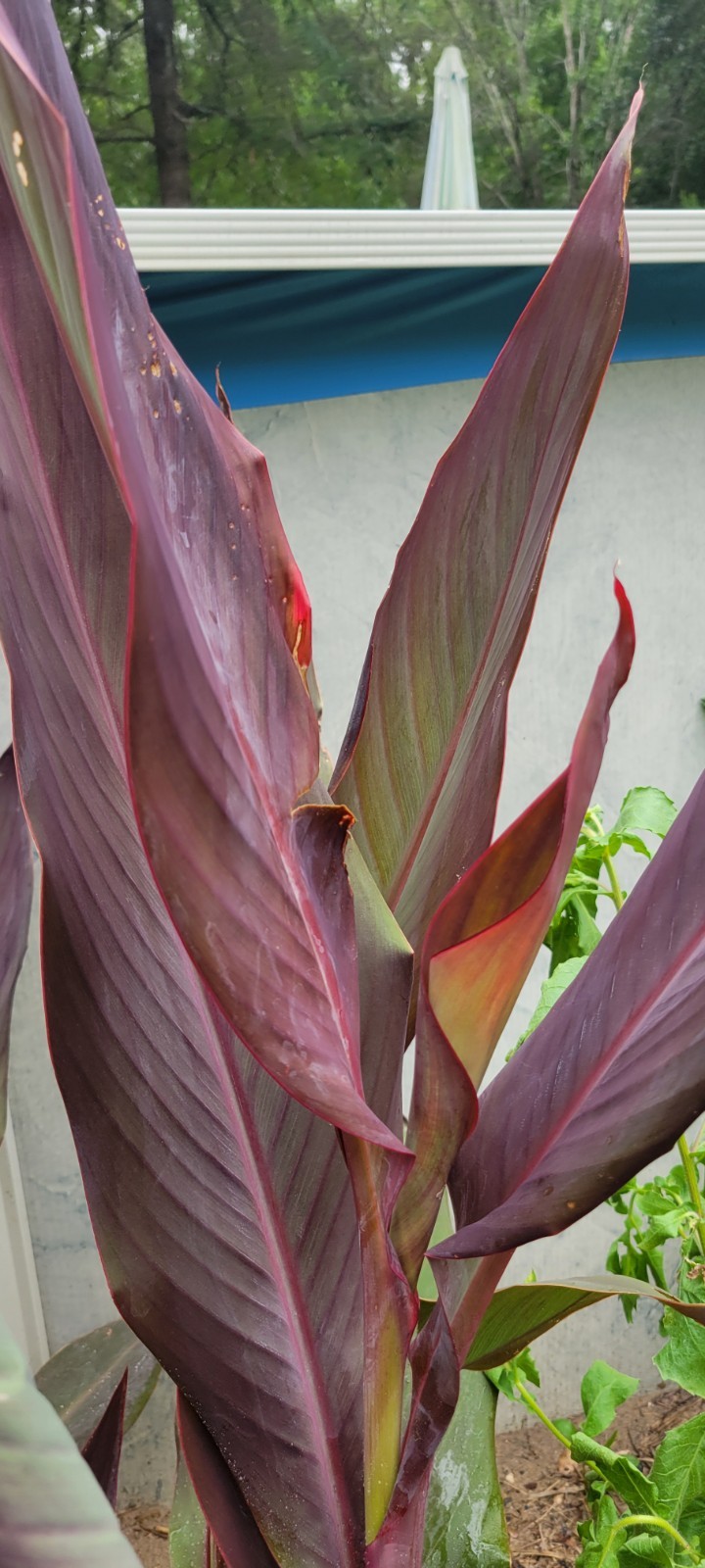 Orange Canna Lilly Bulbs with Purple and Green Foliage (3 Count) Perennial