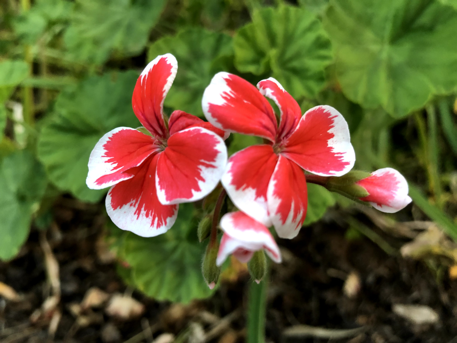 RARE RED & WHITE PELARGONIUM ZONAL GERANIUM FRESH LIVE PLANT 6″ STARTER CUTTING