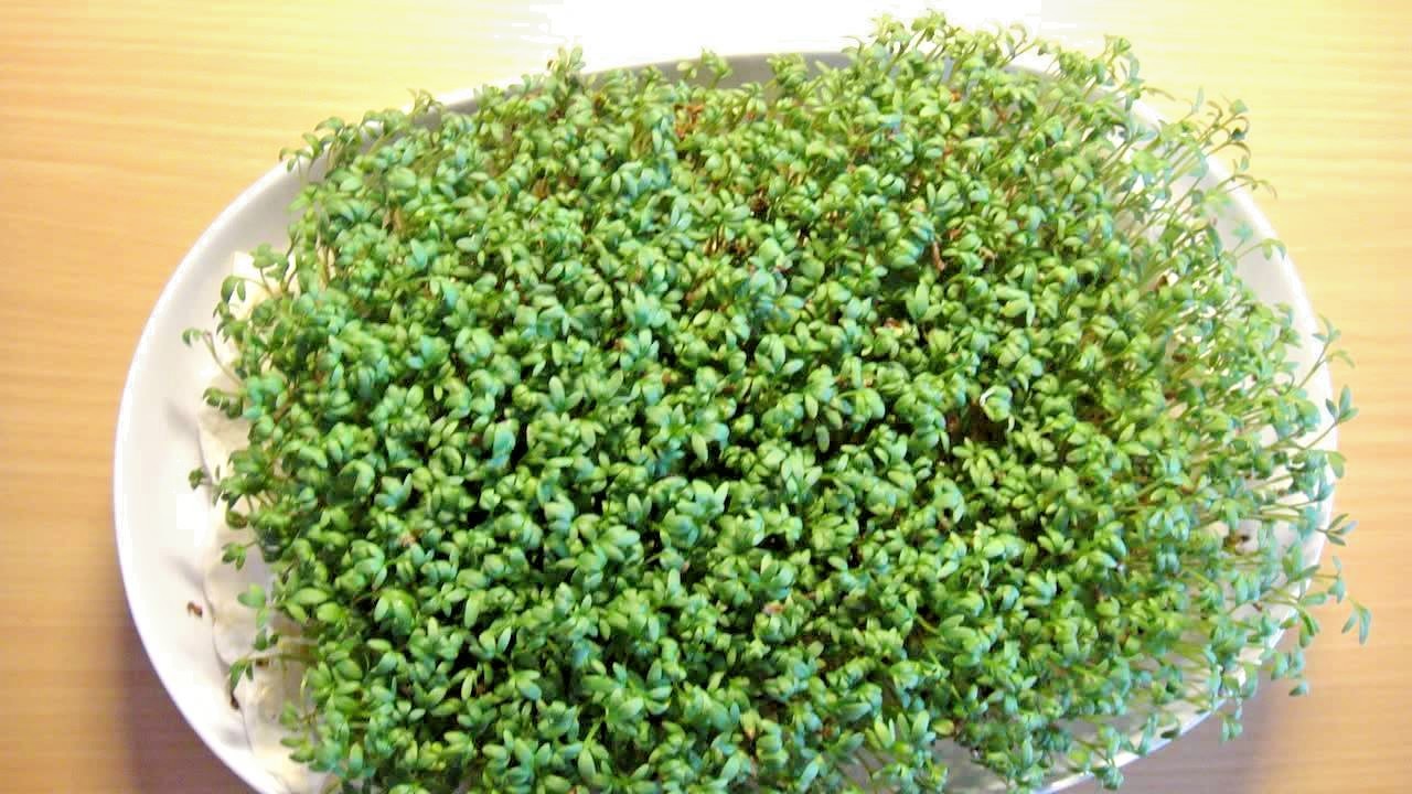1001+CURLED CRESS Seeds Organic Indoor Container Sprouting Shade Garden Spring