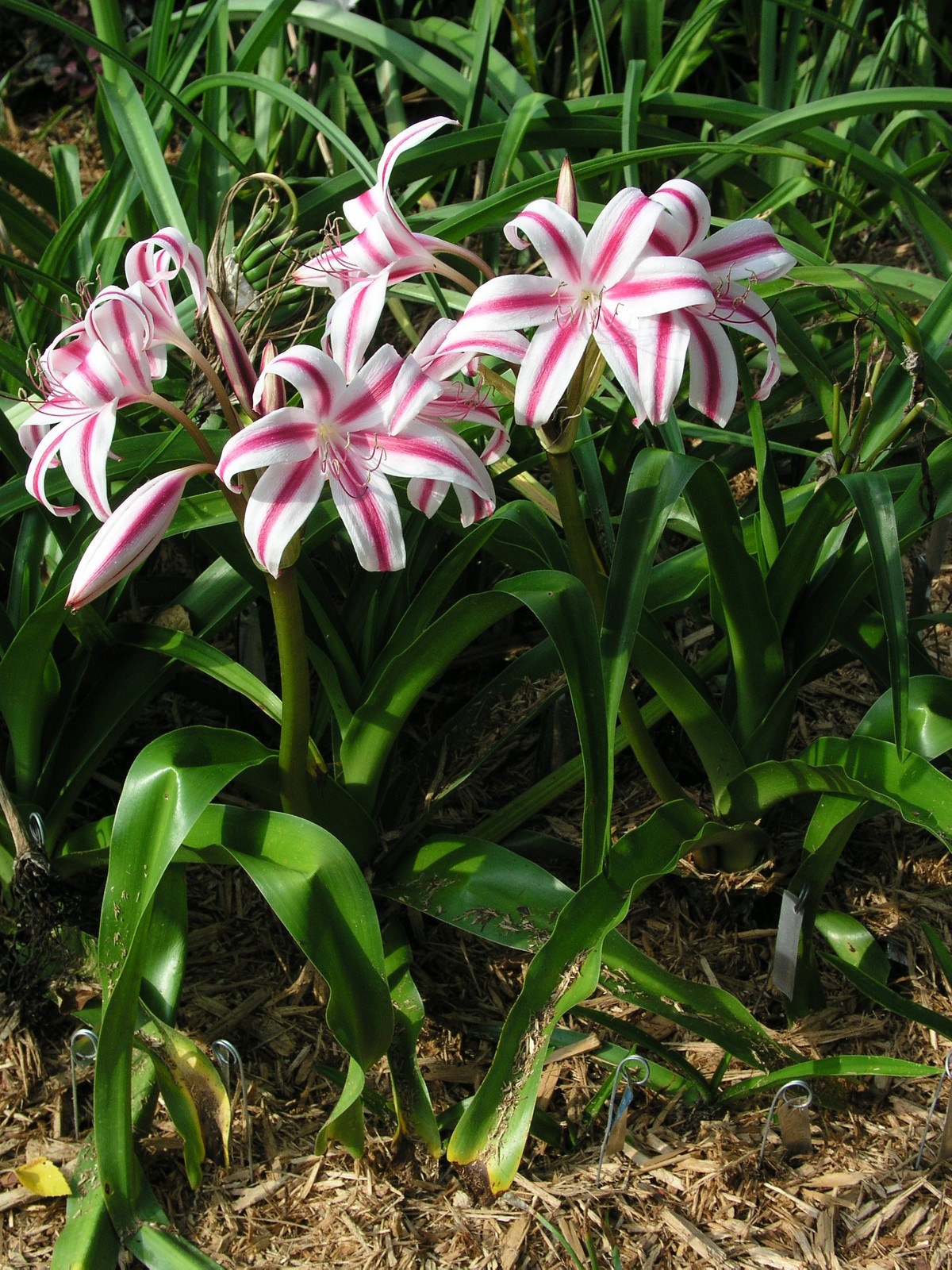 Crinum Lily, Stars & Stripes, small-size bulb, CHOICE