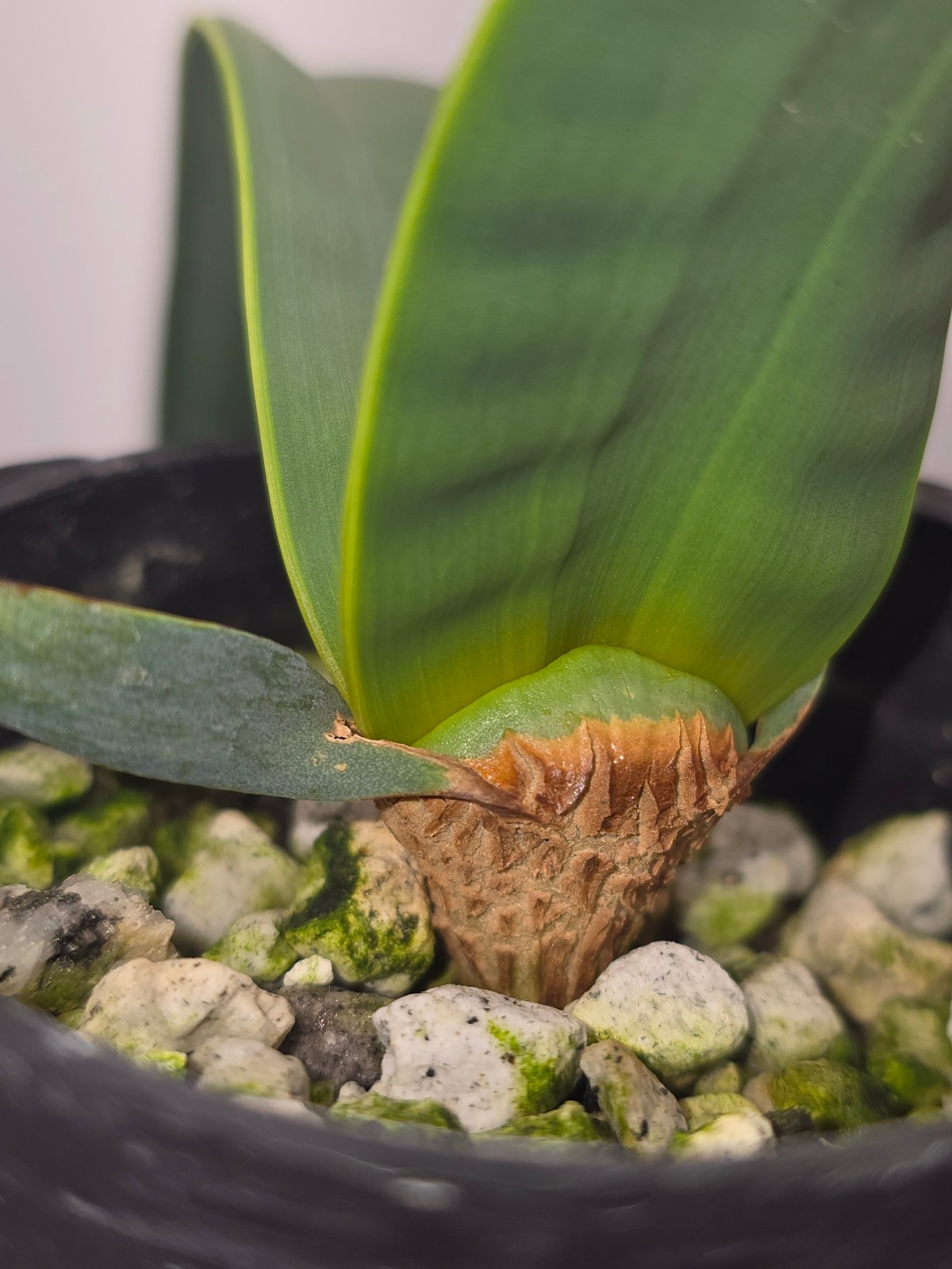 Welwitschia mirabilis 10 month old seedling