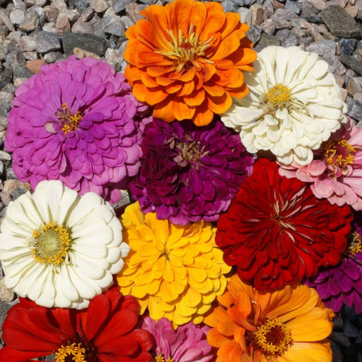 California Giants Mix Zinnia Seeds | Giant 5″+ Flowers in 7 Colors | 1188