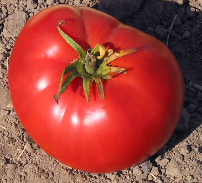 Red Brandywine Tomato Seeds 100 Ct Vegetable HEIRLOOM NON-GMO USA FREE SHIPPING