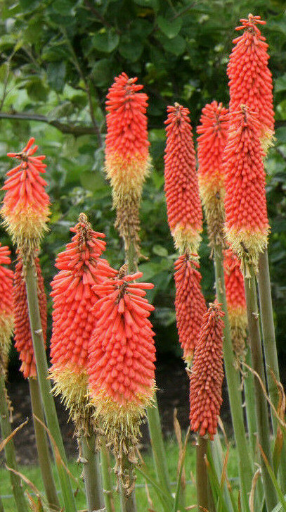 RED HOT POKER 100 SEEDS, ORANGE AND YELLOW FLOWERS. KNIPHOPHIA, TORCH LILY