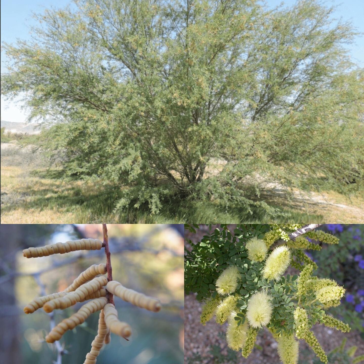 WOW RARE Prosopis Pubescens Strombocarpa Od Screwbean Mesquite edible pods Plant