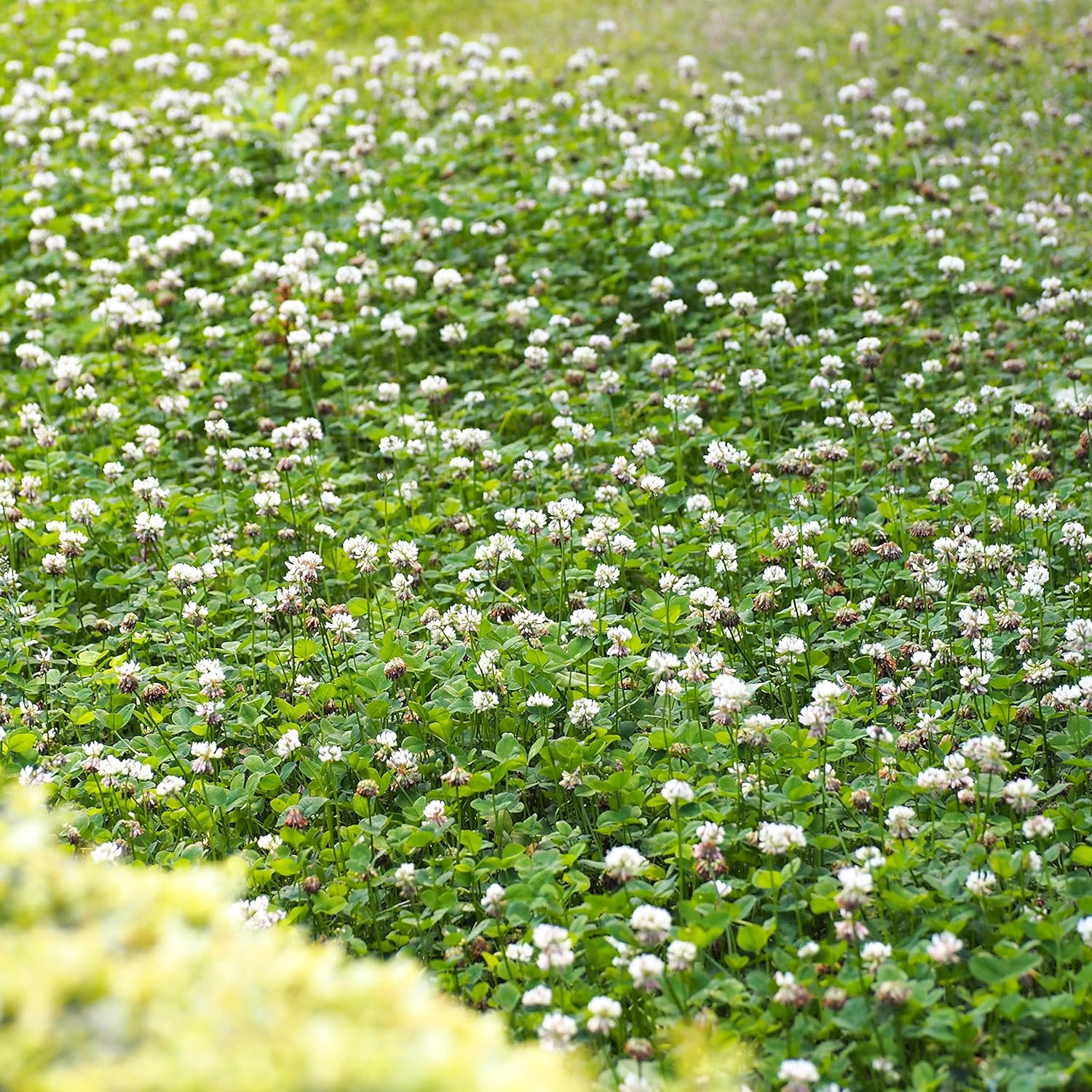 Outsidepride White Dutch Clover Seed 2 lb – Nitrocoated, Lawn Alternative, Cover