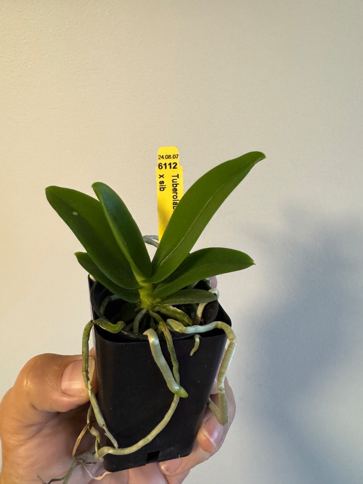 Tuberolabium kotoense Orchid Species BS and in spike