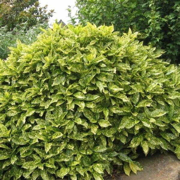 6 Aucuba Japonica Golden Dust Gold-dust in small pots beautiful evergreen bush