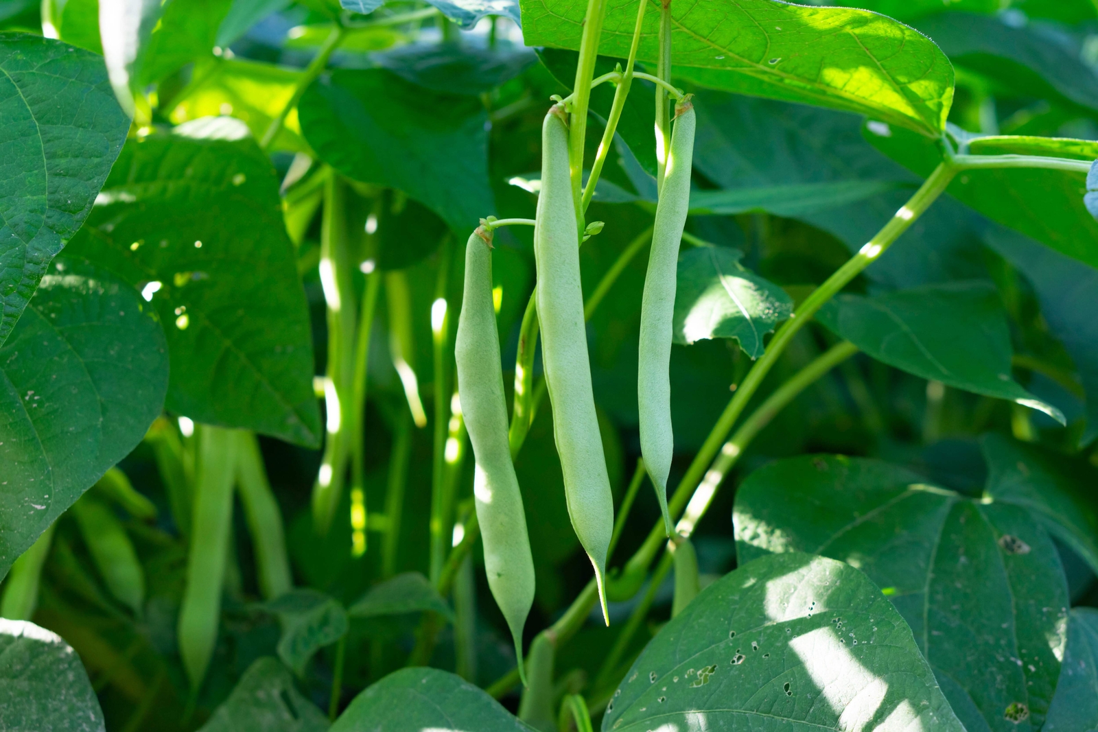50 White GREAT NORTHERN BEAN Bush Phaseolus Vulgaris Vegetable Seeds