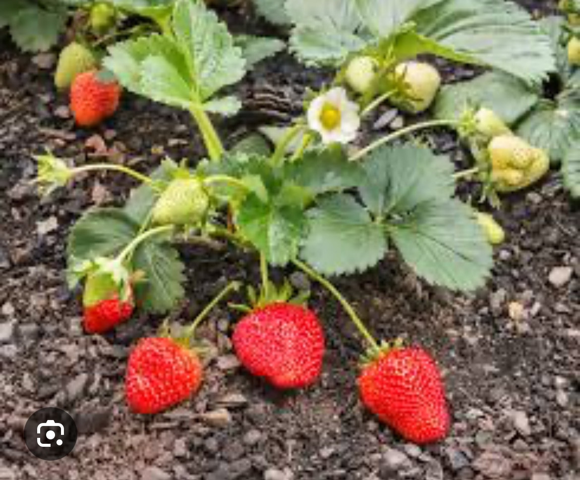 100 Seascape Strawberry Seeds Heat Tolerant Berry Fruit Perennial Organic