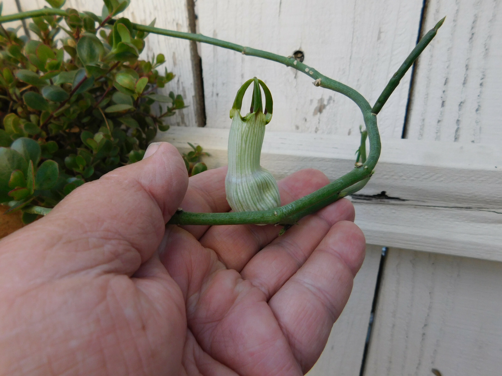 CEROPEGIA AMPLIATA or CONDOM FLOWER in a FLORAL EXPLOSION very easy rooting
