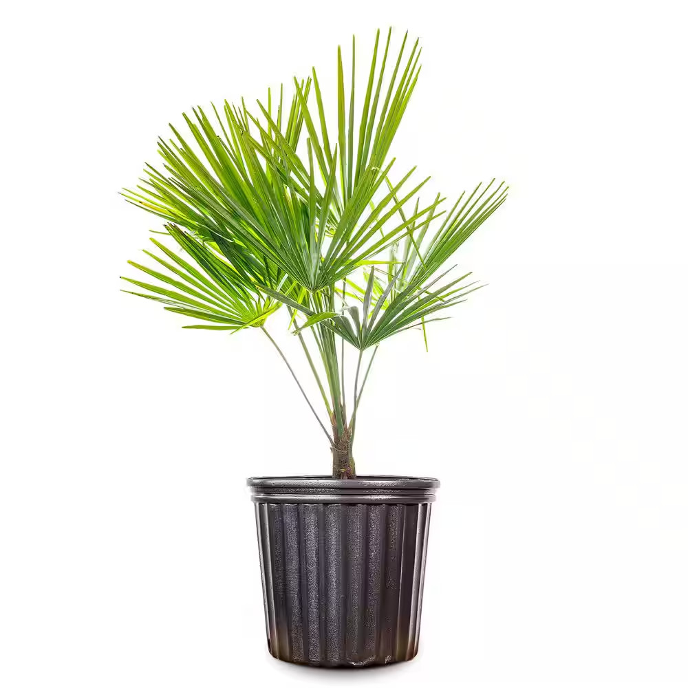 Windmill Palm Tree in 3 Gal. Grower’S Pot
