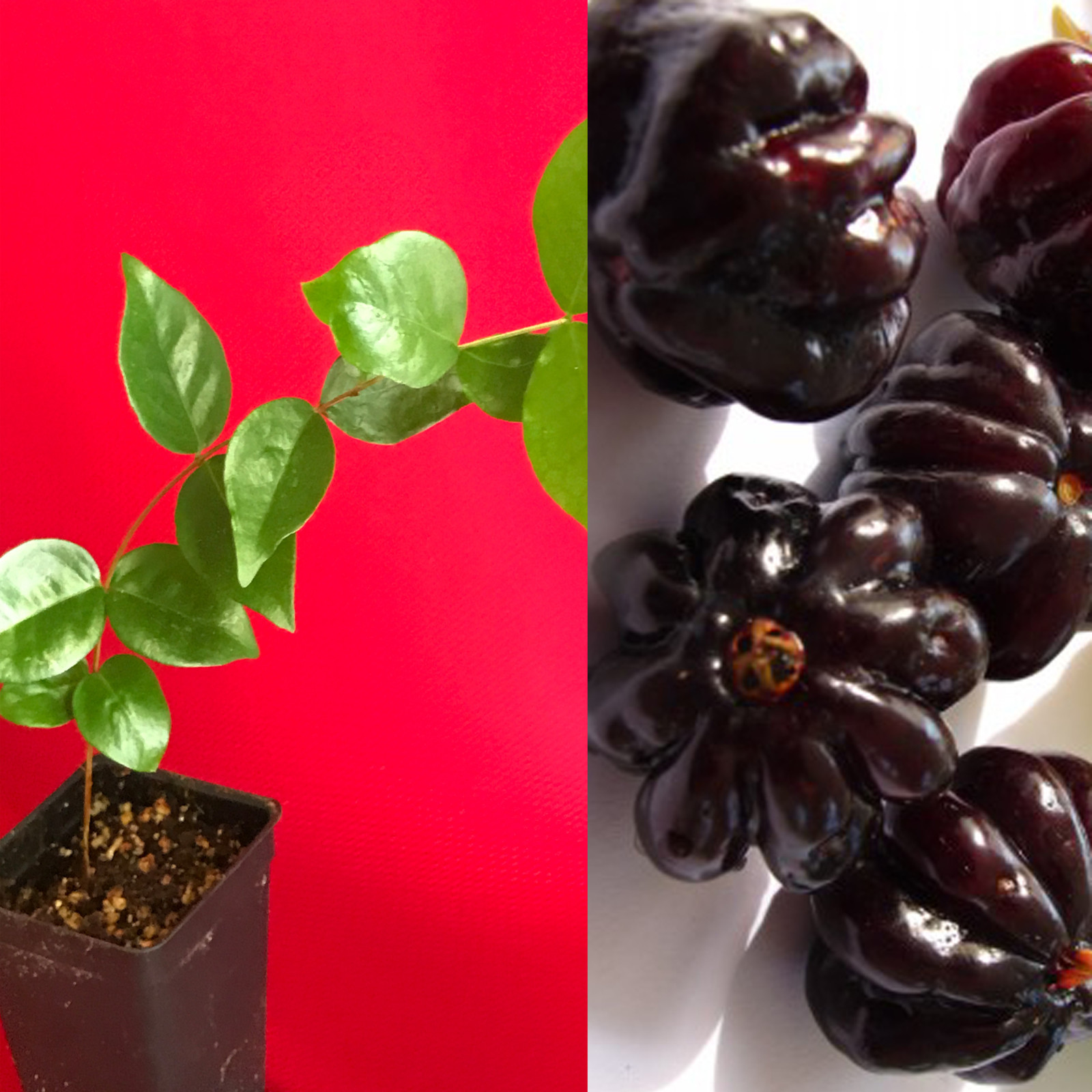 Surinam Cherry Black Eugenia Uniflora Pitanga PLANT Fruit Tree Potted 3-7″