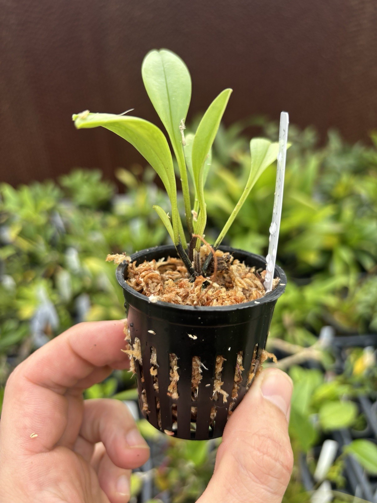 Masdevallia glandulosa ‘Golden Gate’ AM/AOS Bloom Size Division Orchid Species