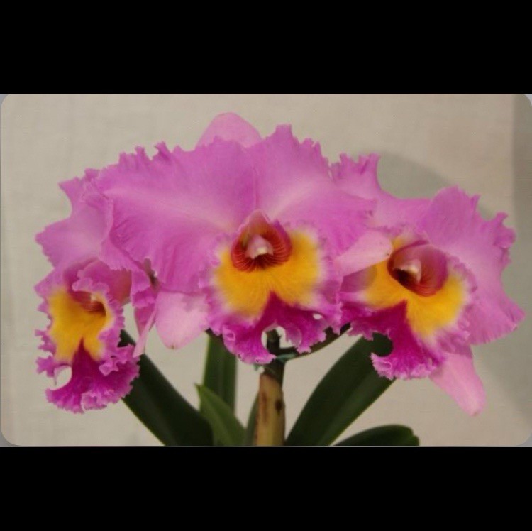 Rlc Donna Kimura ‘Paradise Tami’ X Helen Brown ‘Sweet Afton’ Orchid Eros 5″ Pot