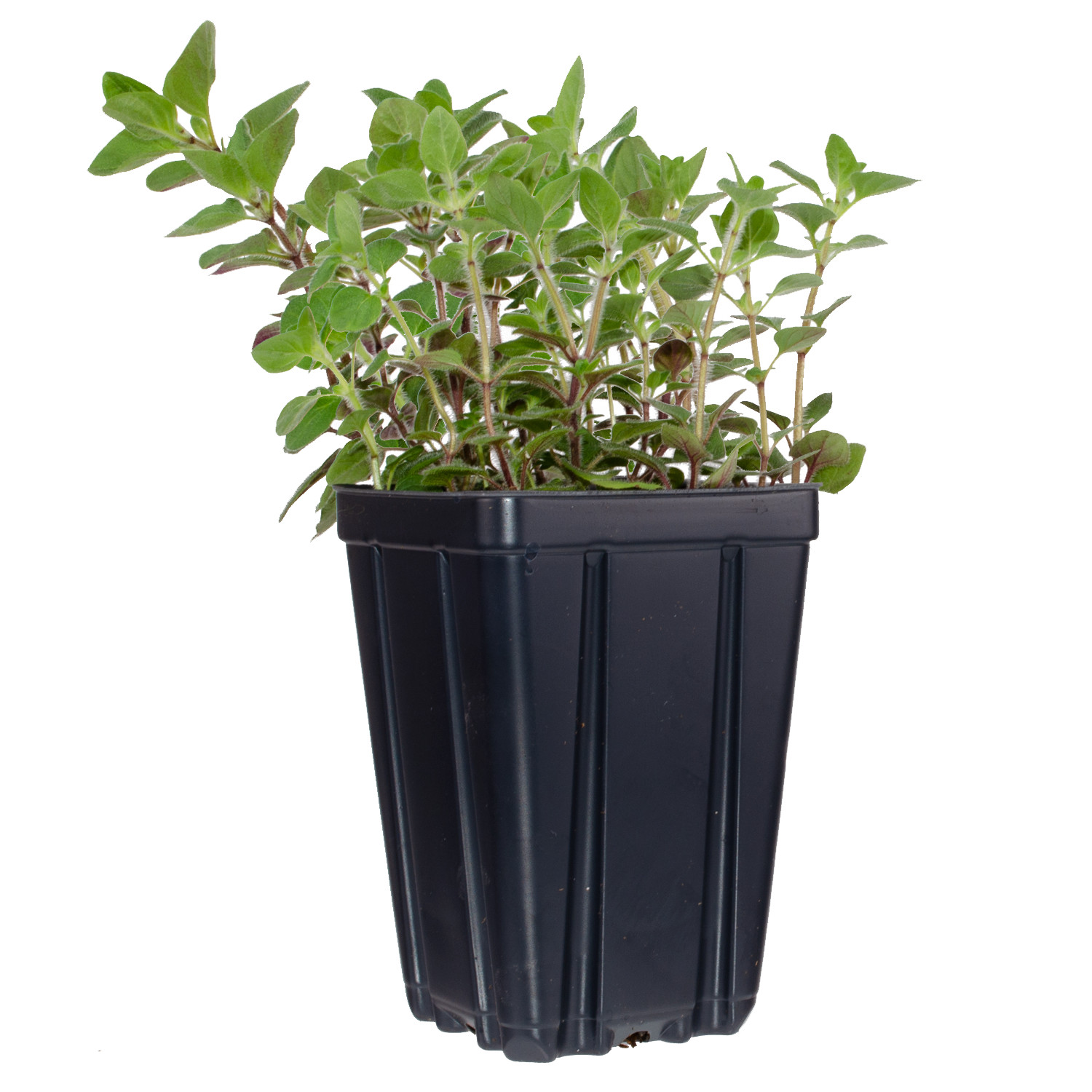 Set of 4 Herb Collection Live Plants Potted Rosemary, Thyme, Oregano, Sage