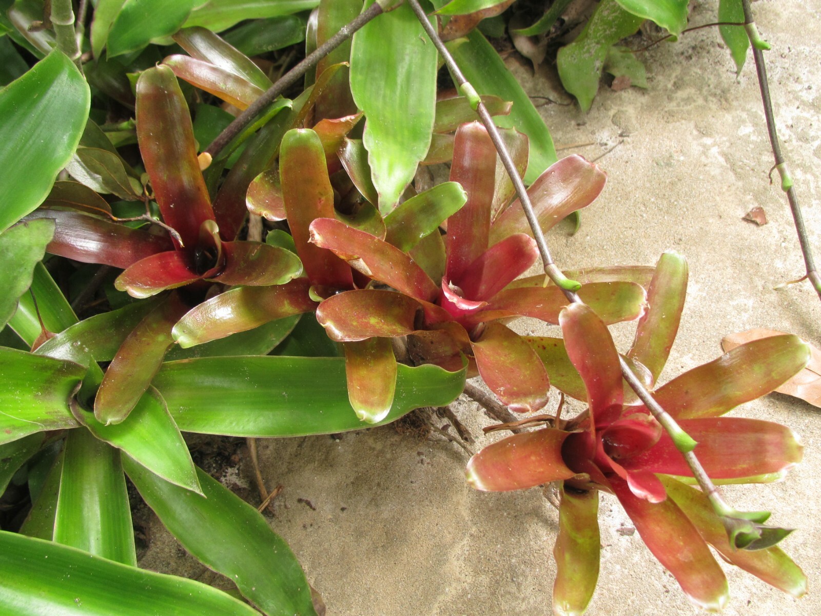 Branching Neoregelia Bromeliad – Green / Dark Red – Pack of 3