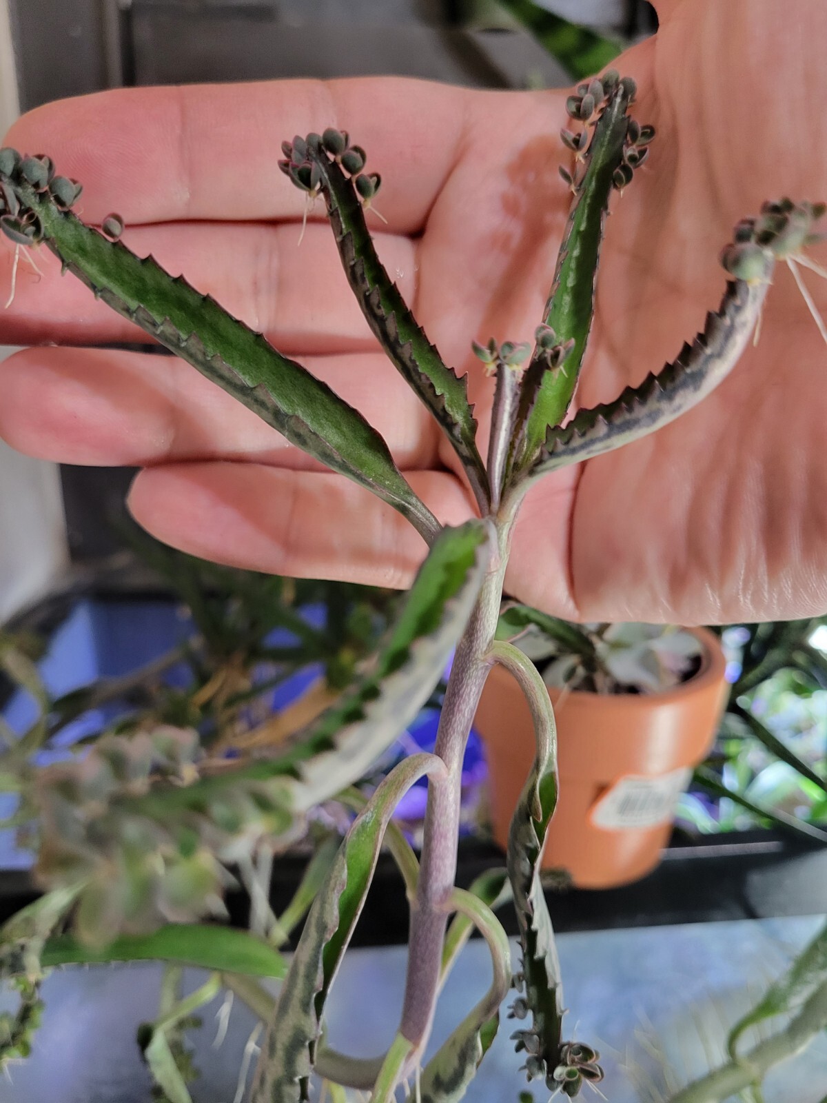 Kalanchoe Mother of Thousands Pups (2024) Six Baby Plantlets Pups Ready to Grow