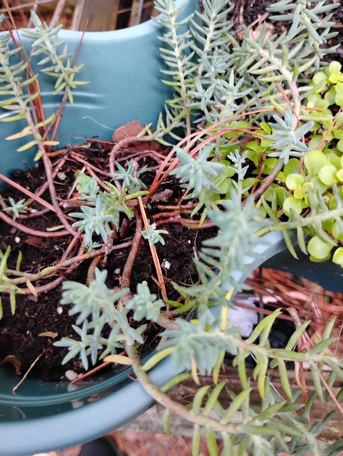 SEDUM COLLECTION 5 DIFFERENT VERY EASY TO GROW & MULTIPLE READILY!