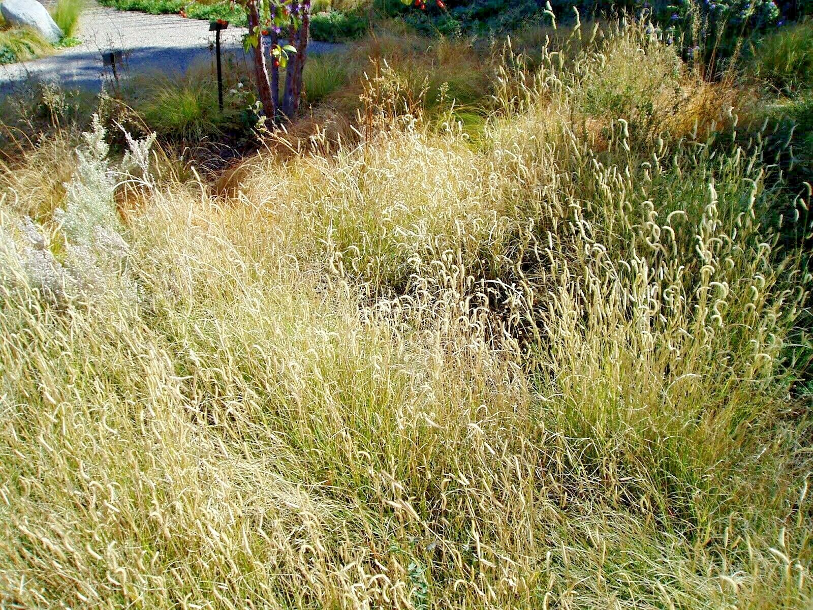 1001+BLUE GRAMA Seeds Native Prairie Grass Drought Poor Soils Low Maintenace