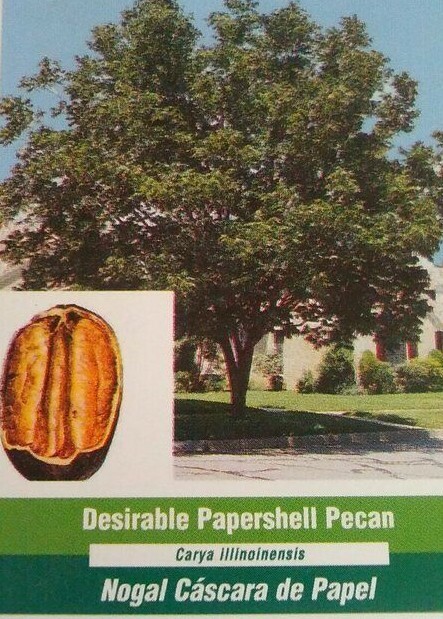 DESIRABLE PAPERSHELL PECAN TREE 36-48in Shade Nut Trees Plant Pecans Nuts Plants