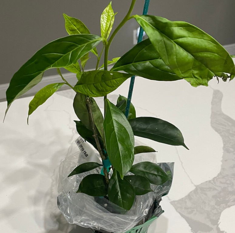 Yesterday Today Tomorrow Brunfelsia Live Plant Purple White Flower 4″ Pot