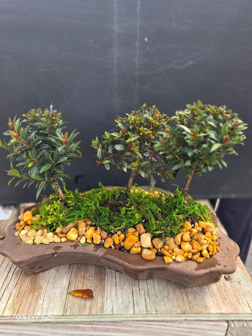 Three bush DWARF brush chery planting. Allow a week to create and ship