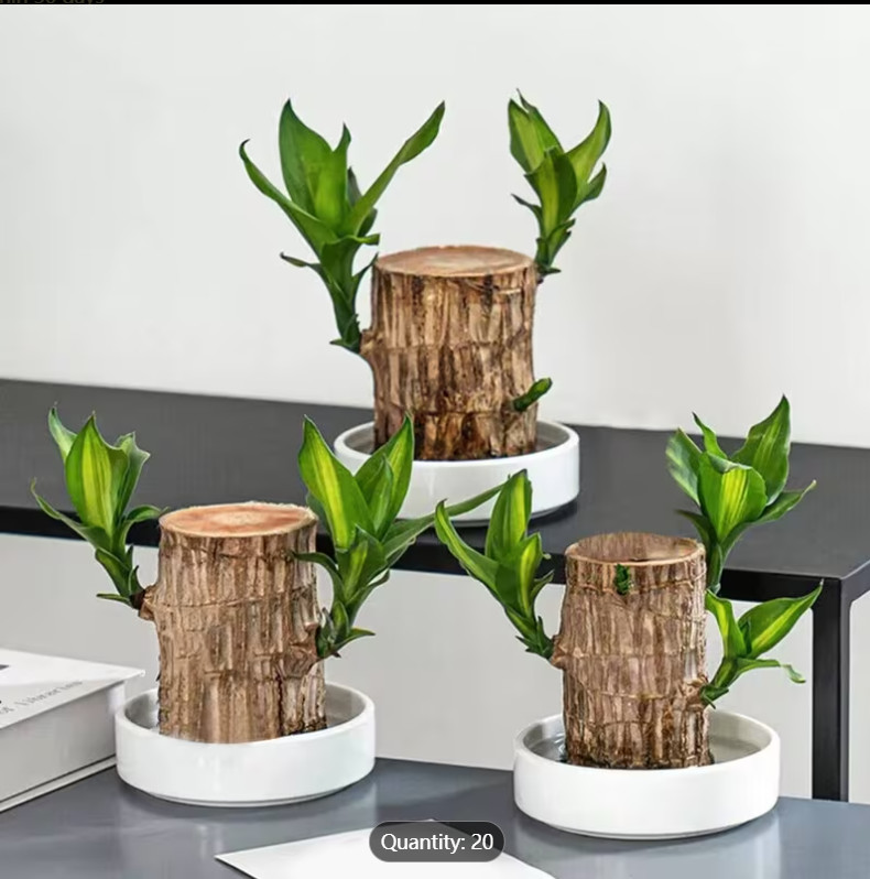 Live Brazilian Lucky Wood – Single Rooted Plant cutting – Indoor Houseplant