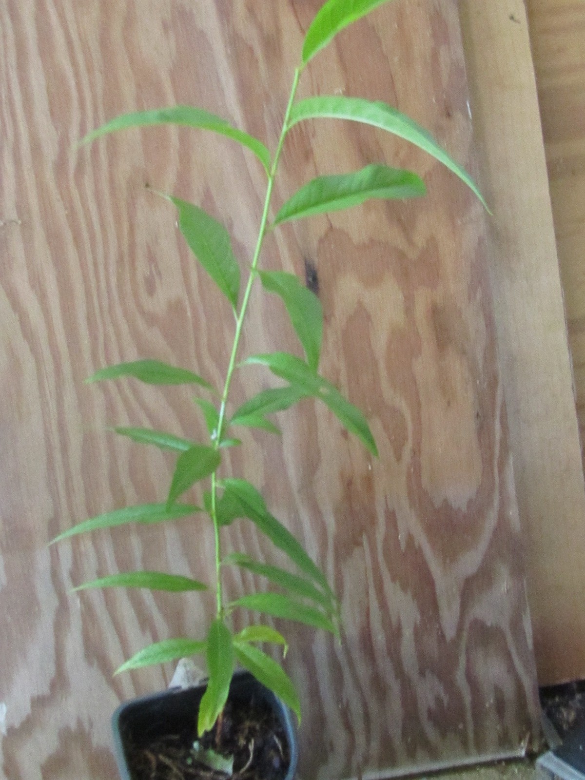 1 Peach Tree Seedling 8 – 12” tall