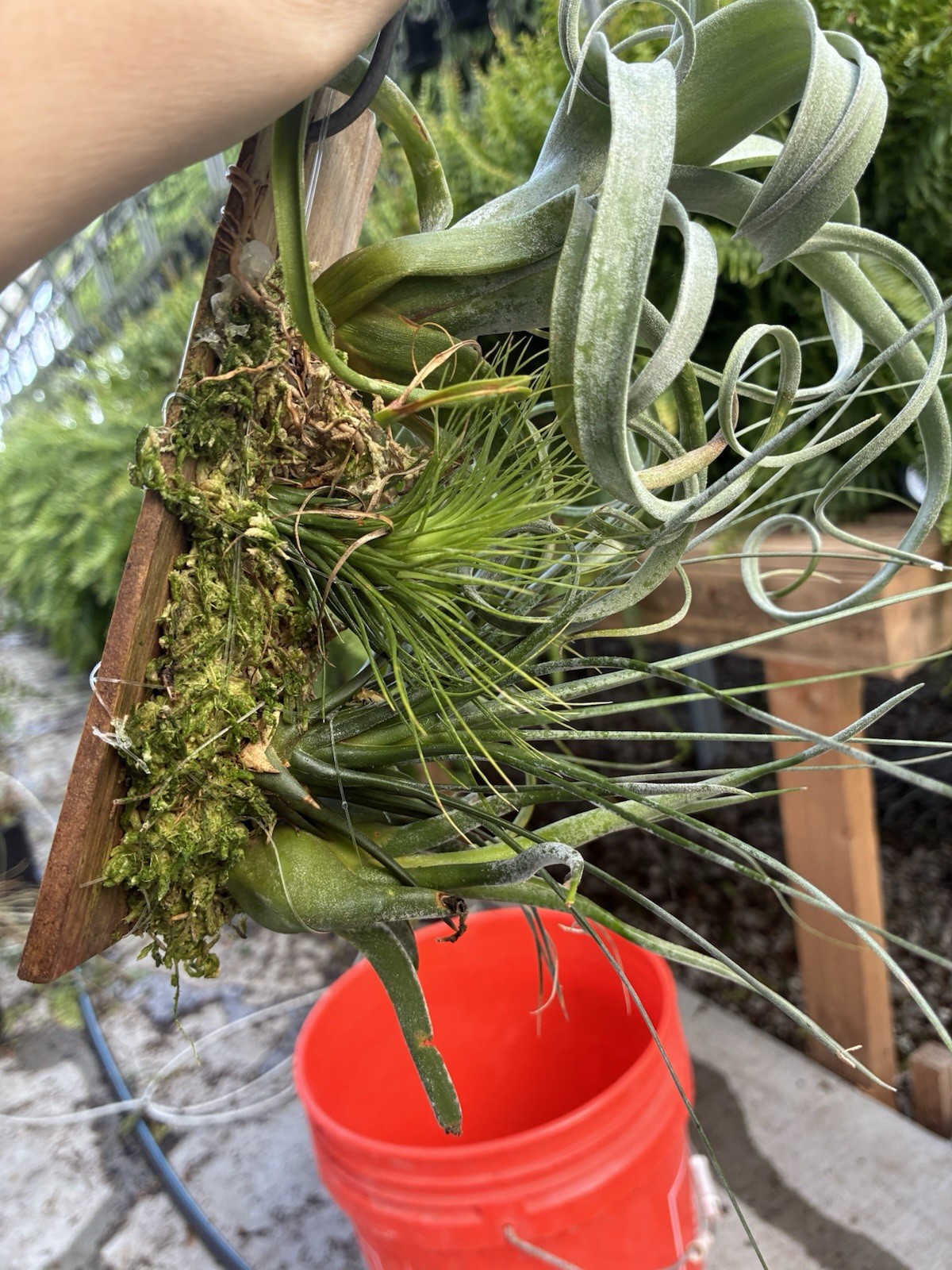Air Plants Mounted