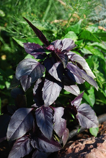 300+ seeds PURPLE DARK OPAL BASIL Ocimum basilicum ‘Dark Opal’