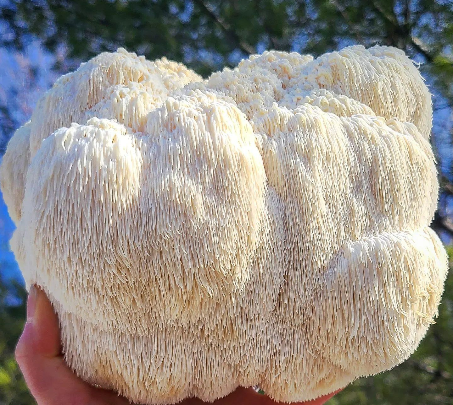 Lions Mane Mushroom grow kit – 5 pound Master’s Mix block