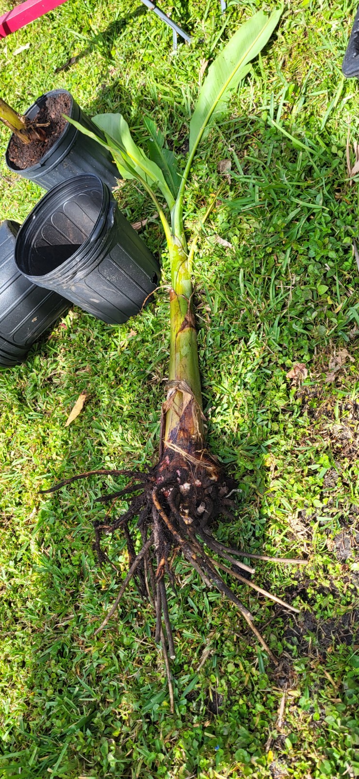 Musa ‘Praying Hands’ Banana 3+ Feet Corm Pup Plant
