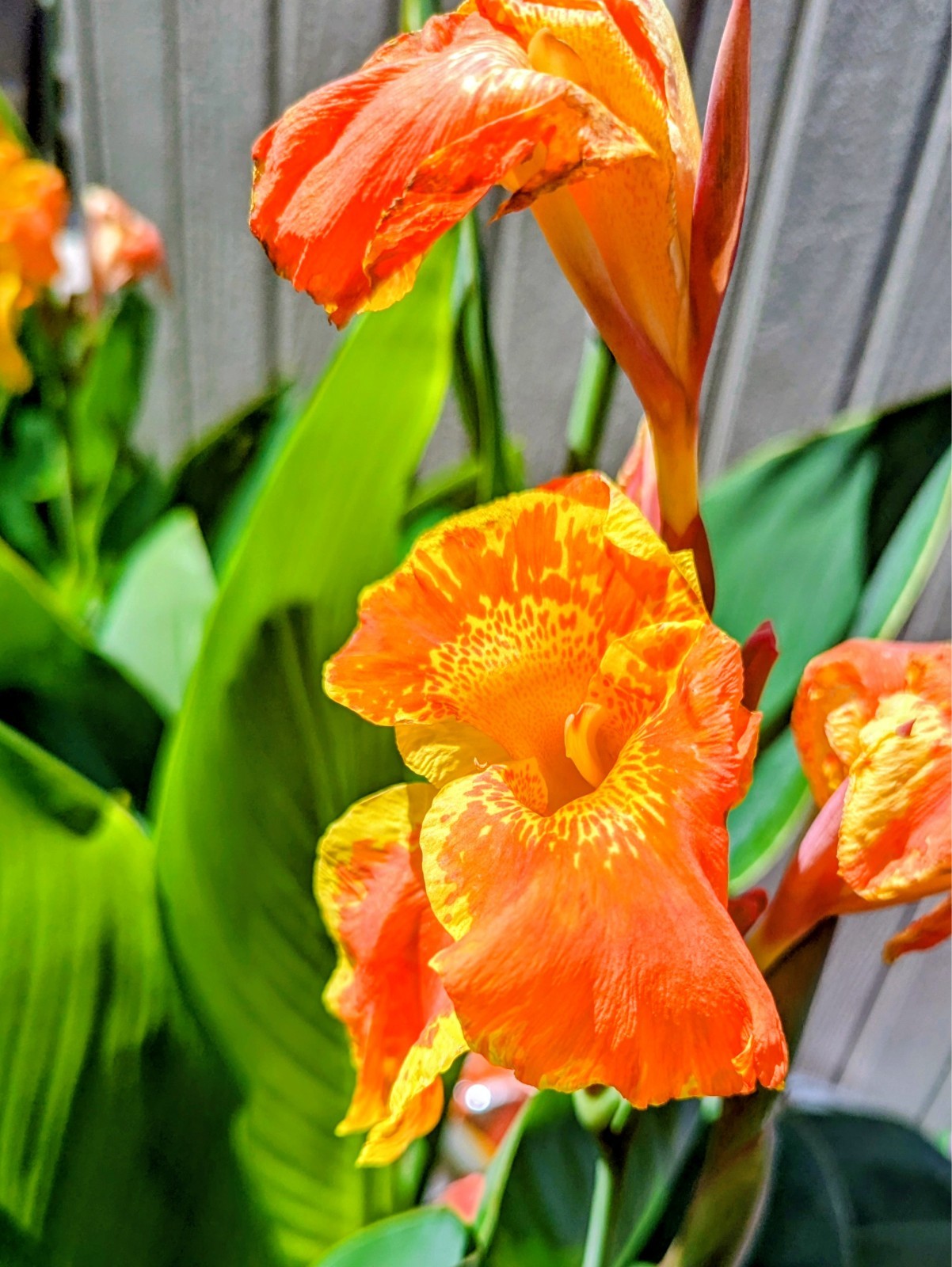 3 Canna Lily Rhizomes Live Bulbs Speckled Orange Yellow Flowers Tropical Plant
