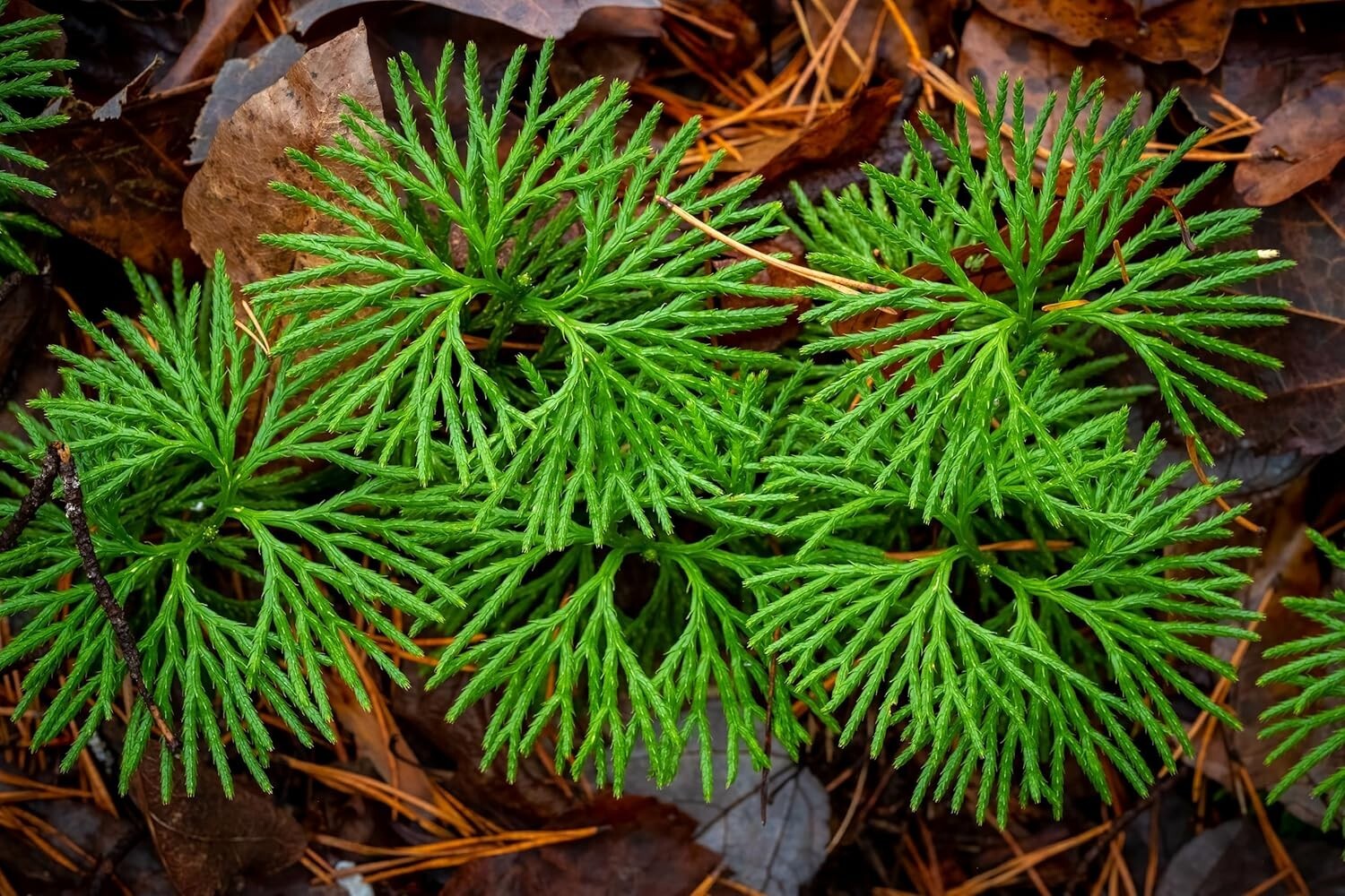 Running Cedar Plant Roots – Evergreen Groundcover (1 Root)