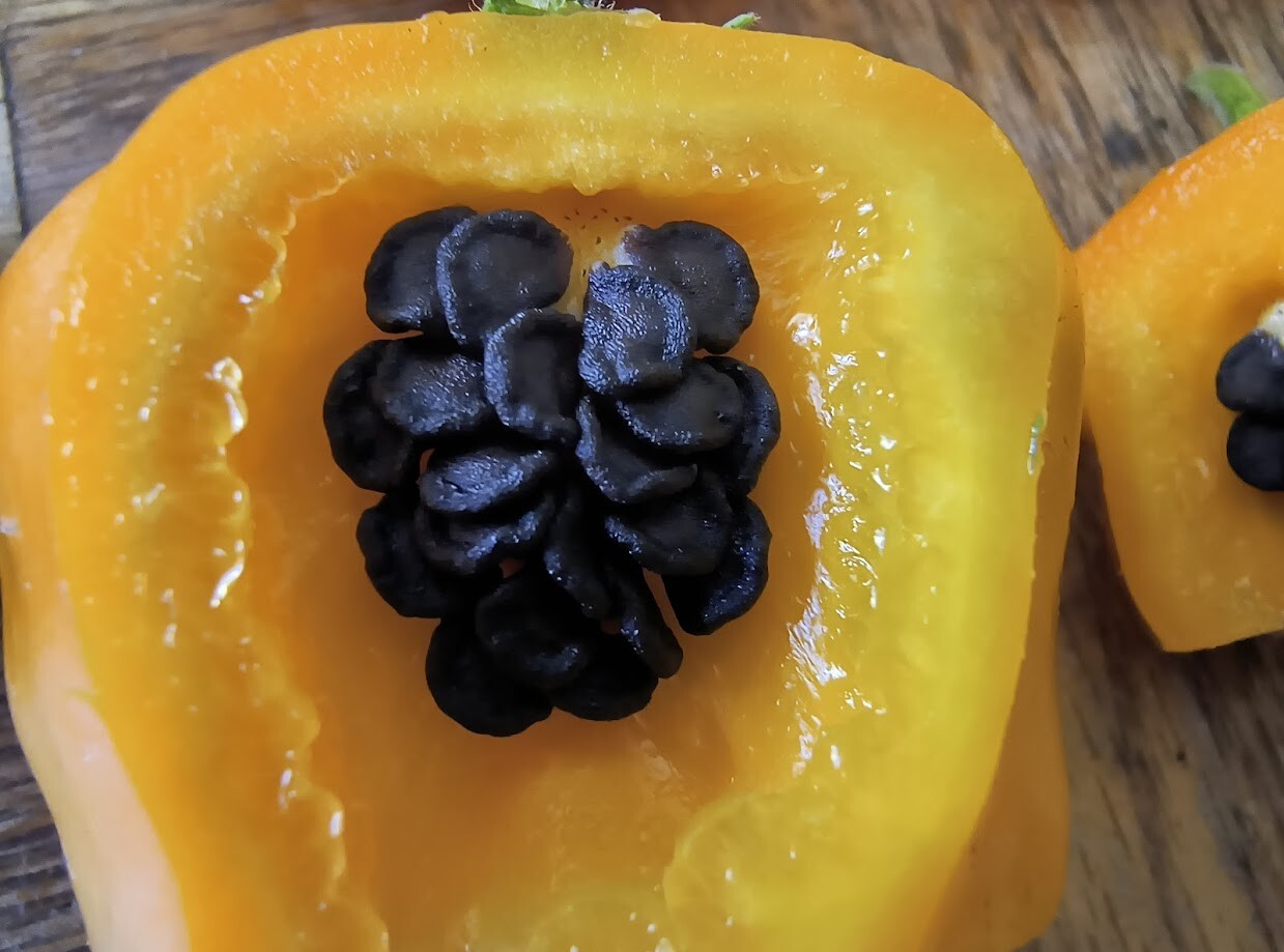 Manzano Pepper Seeds ORANGE TYPE (24 seeds per packet) FREE SHIPPING! :-)