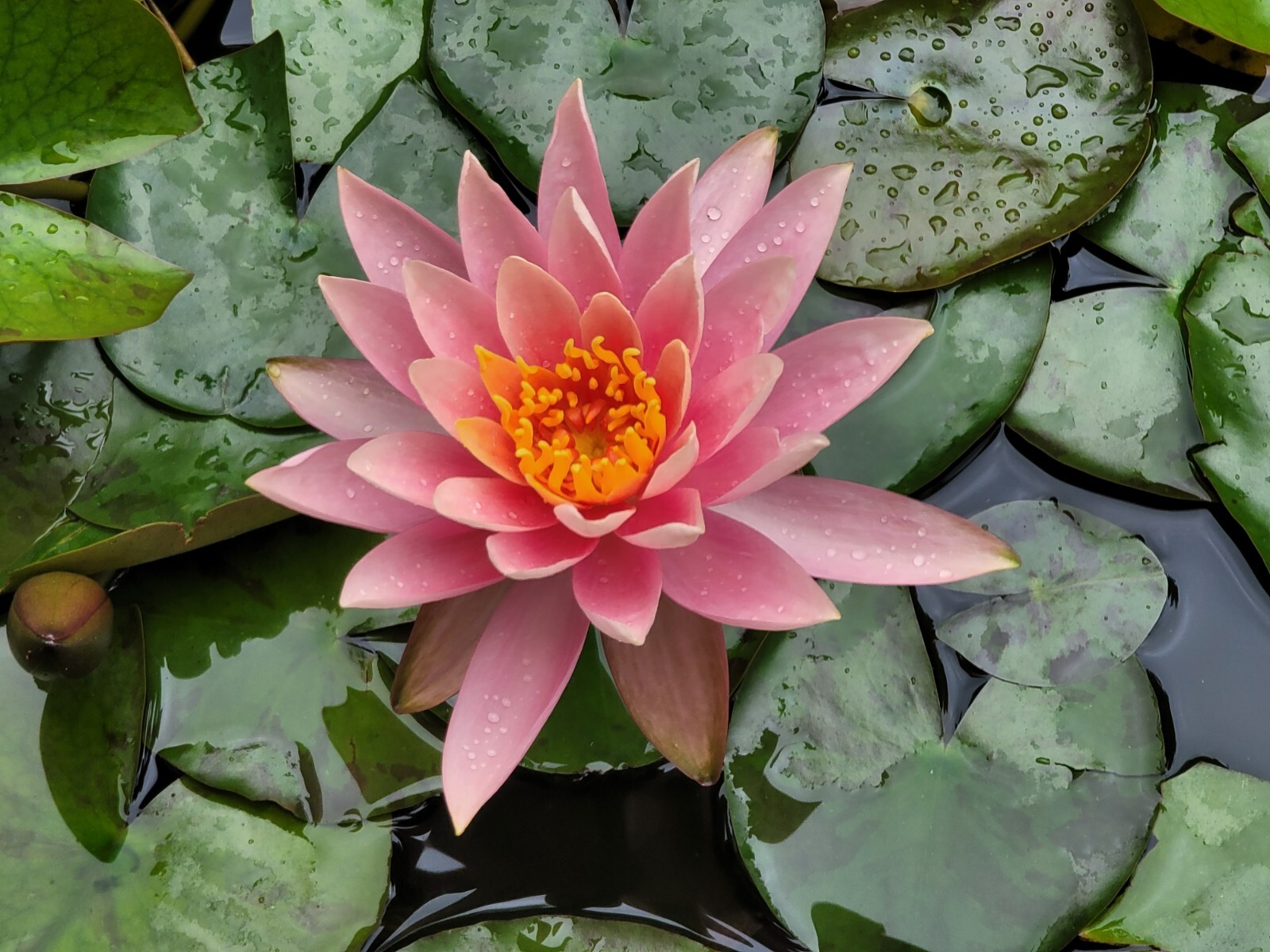 Live Nymphaea Hardy Hawaiian Angelskin Waterlily Aquatic Pond Plant with Rhizome