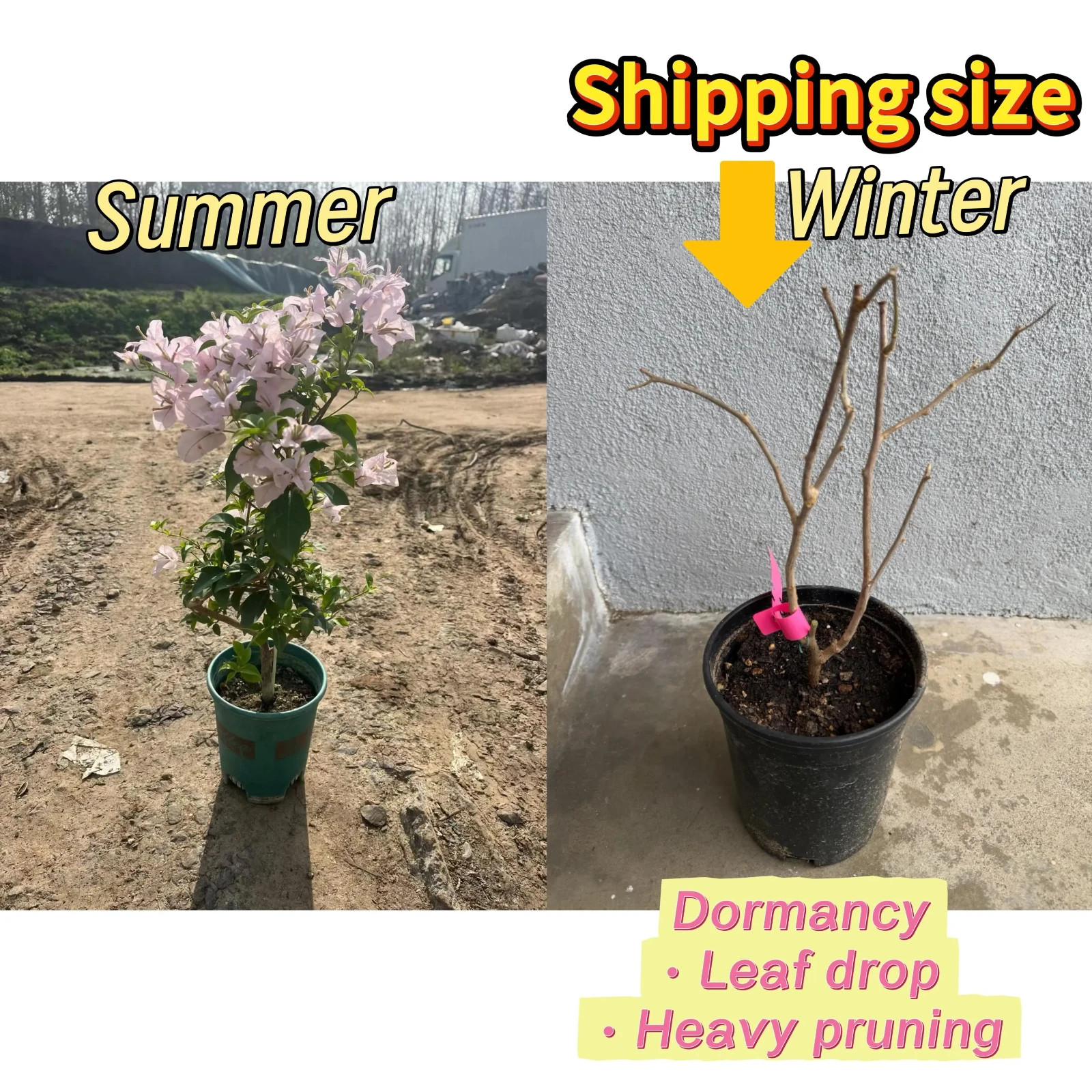 Bougainvillea Marilda’ Live Plant 2 Gal Vine Easy Care Pink Purple White Yellow