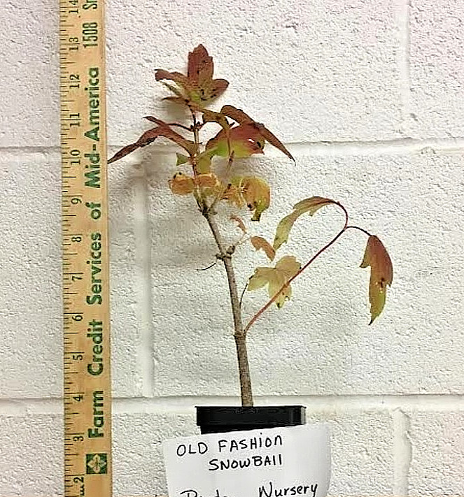 Old Fashion Snowball Viburnum Live Plant – 6-12″ Tall 1Qt Pot – Zones 3-8 Hardy