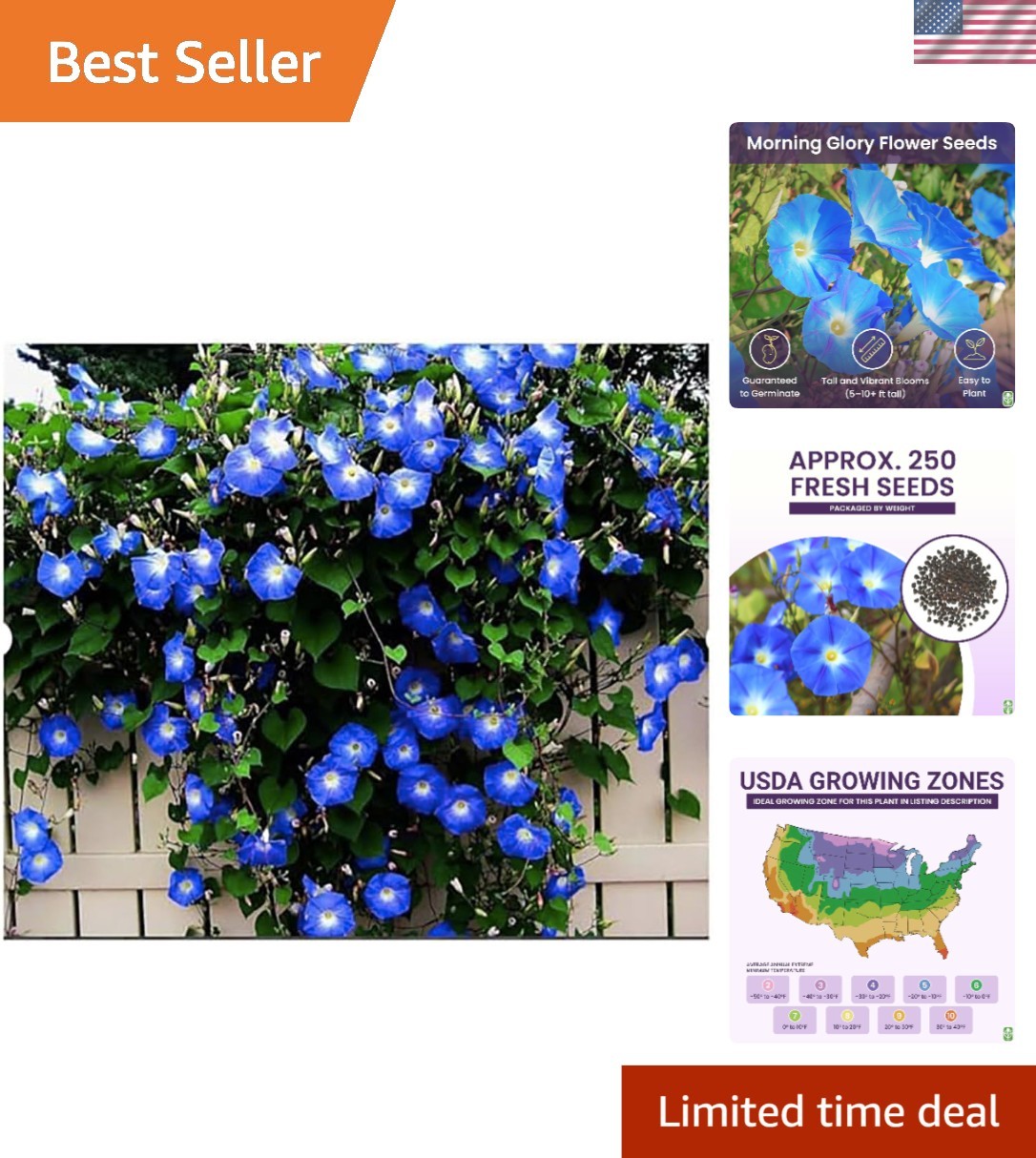 Fast-Growing Morning Glory Seeds – 250 Heavenly Blue Vines for Butterfly Gardens