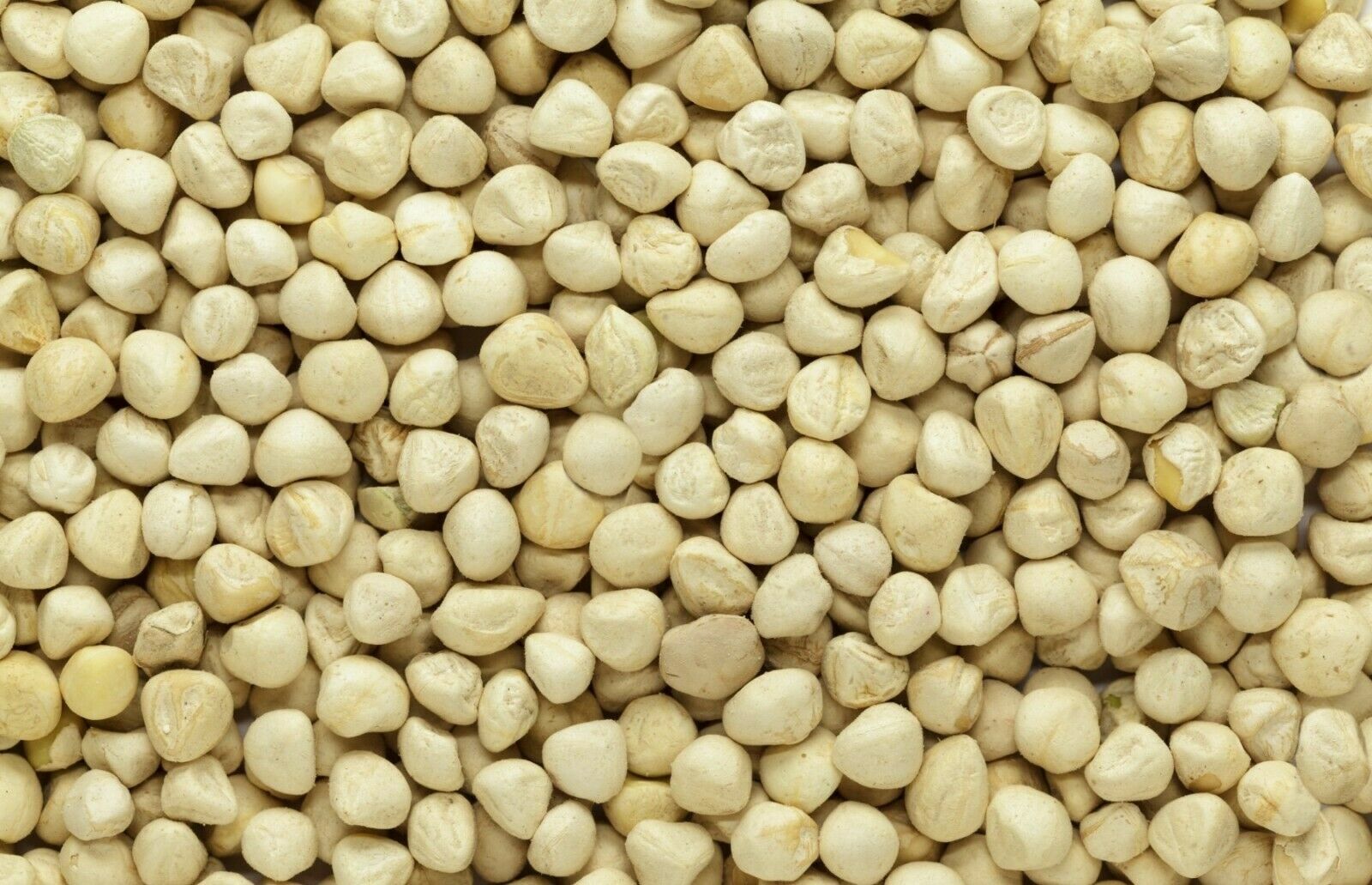 2500 Moringa Oleifera Seeds Kernel 2 lbs. Jar Bulk SHELLED Fresh