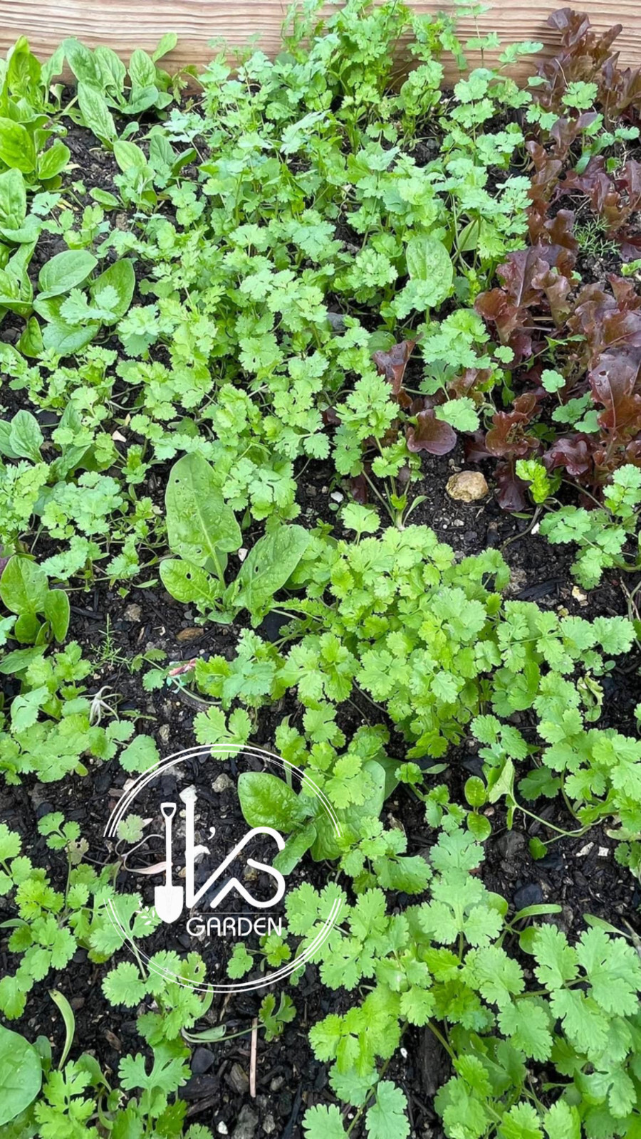 CILANTRO SEEDS, CORIANDER LEAVES, 香菜, 고수, RAU MÙI, NGÒ RÍ |NEW SEEDS|